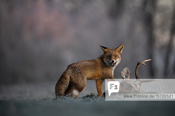 Red fox (Vulpes vulpes) eats on dead deer in winter  Eifel  Rhineland-Palatinate  Germany  Europe