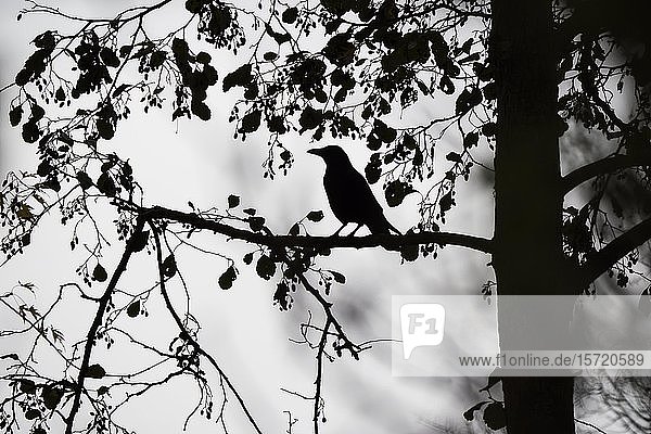 Rabenkrähe (Corvus corone) stehend auf Ast  Silhouette  Hessen  Deutschland  Europa