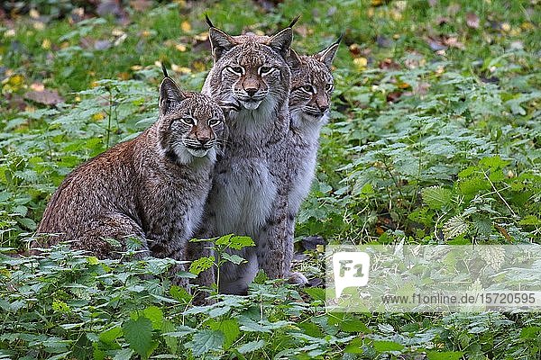 Eurasische Luchse (Lynx lynx)  Muttertier mit zwei Jungtieren  nebeneinander sitzend  in Gefangenschaft  Deutschland  Europa