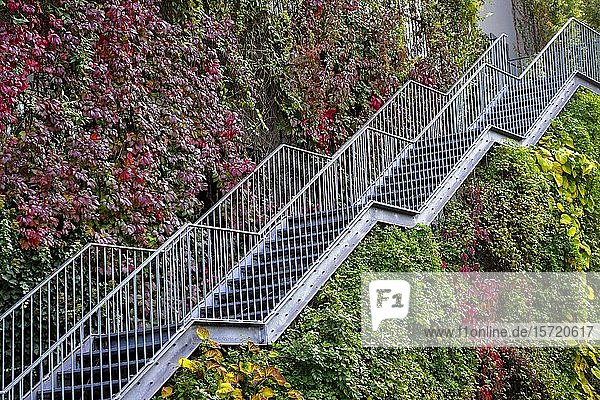 Treppe zur grünen Hausfassade  Stücki Park  Basel  Schweiz  Europa