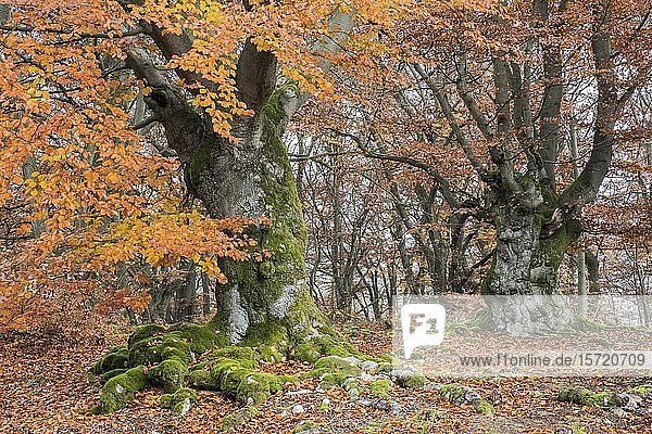 Rotbuche (Fagus sylvatica)  Hutebuche im Herbst  Hutewald Halloh  Hessen  Deutschland  Europa