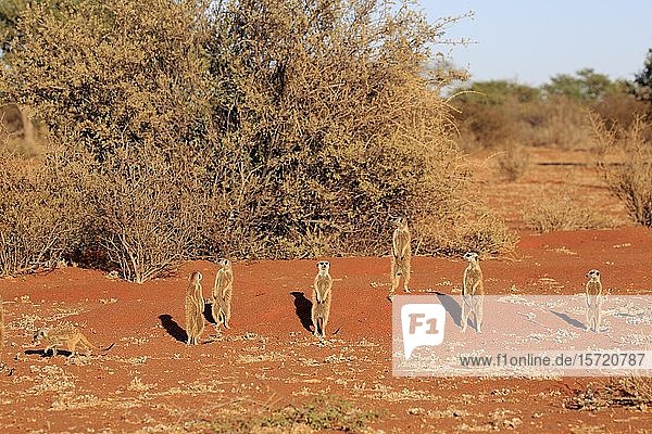 Erdmännchen (Suricata suricatta)  erwachsen  Gruppe aufrecht stehend am Tierbau  wachsam  Tswalu Wildreservat  Kalahari  Nordkap  Südafrika  Afrika