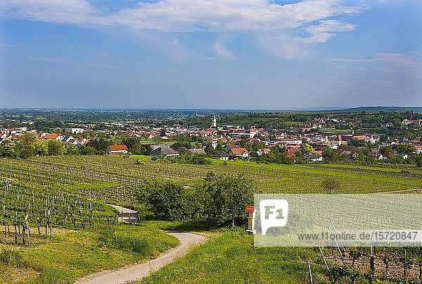 Weinberge  Langenlois  Weinbaugebiet  Kamptal  Waldviertel  Niederösterreich  Österreich  Europa