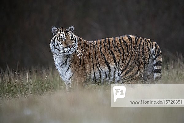 Sibirischer Tiger (Panthera tigris altaica) steht aufmerksam im Gras  in Gefangenschaft  Tschechische Republik  Europa