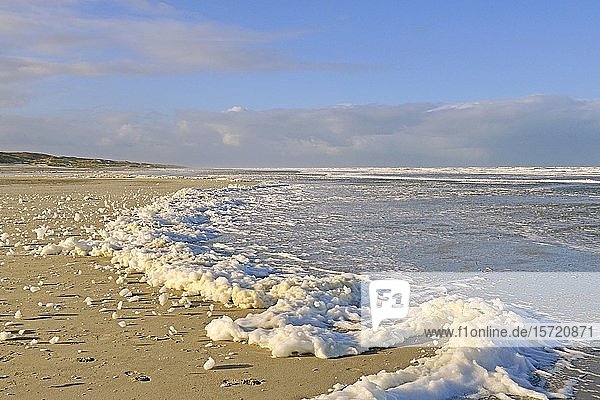 Foam of algae at the water edge of the North Sea  Juist  East Frisian Island  East Frisia  Lower Saxony  Germany  Europe