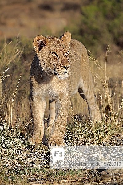 Lioness (Panthera leo) subadult looking out Mountain Zebra National Park Eastern Cape South Africa Africa