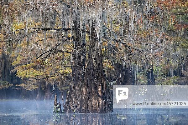 Sumpfzypressen (Taxodium distichum) im Herbst mit Spanischem Moos (Tillandsia usneoides)  Nebel über dem Wasser  Atchafalaya-Becken  Louisiana  USA  Nordamerika