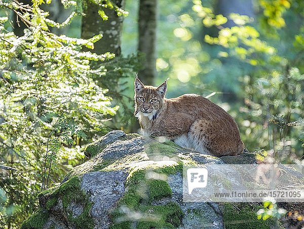 Luchs (Lynx lynx) auf einem Felsen liegend  in Gefangenschaft  Bayern  Deutschland  Europa