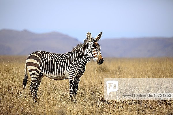 Kap-Bergzebra (Equus zebra zebra)  erwachsen  in trockener Landschaft  Mountain Zebra National Park  Ostkap  Südafrika  Afrika