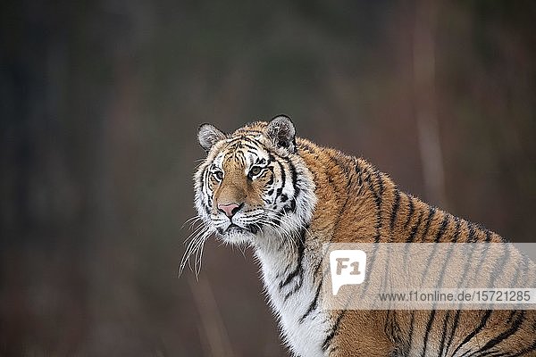 Sibirischer Tiger (Panthera tigris altaica)  sitzend  Tierporträt  in Gefangenschaft  Tschechische Republik  Europa