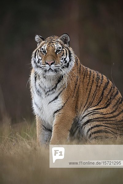 Sibirischer Tiger (Panthera tigris altaica)  sitzend  in Gefangenschaft  Tschechische Republik  Europa