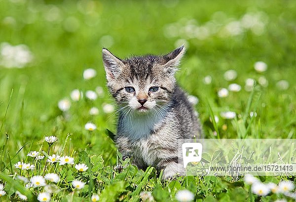 Kitten runs in flower meadow  Germany  Europe