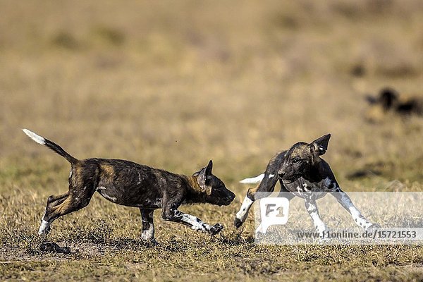African wild dog puppies playing.