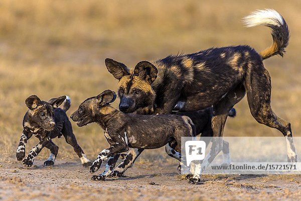 African Wild Dog playing with puppies.