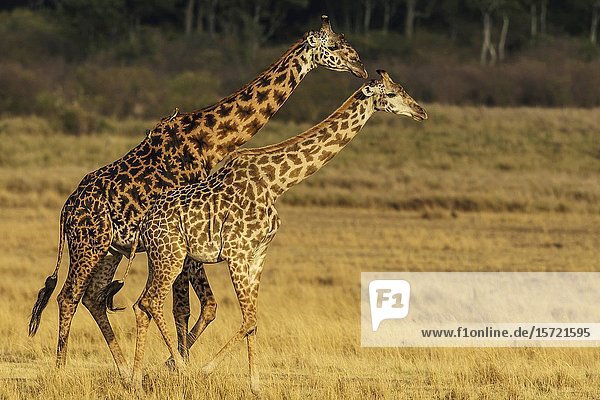 Male and female giraffes walking together.