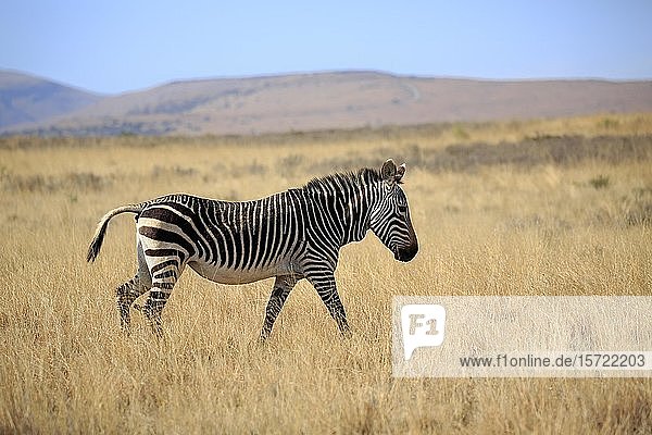 Kap-Bergzebra (Equus zebra zebra)  erwachsen  laufend  trockenes Grasland  Mountain Zebra National Park  Ostkap  Südafrika  Afrika