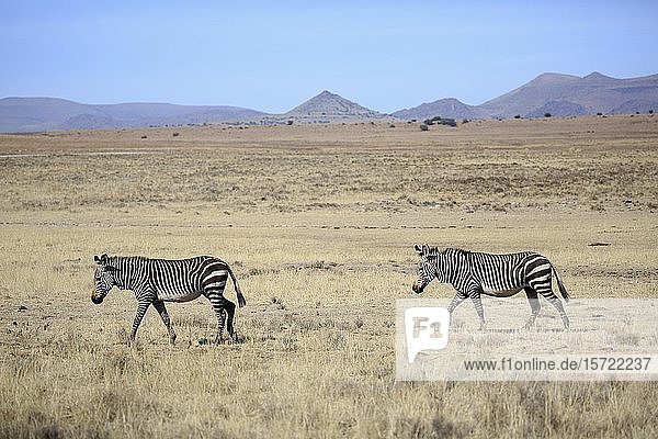Kap-Bergzebras (Equus zebra zebra)  zwei erwachsene Tiere in trockener Wüstenlandschaft  Mountain Zebra National Park  Ostkap  Südafrika  Afrika