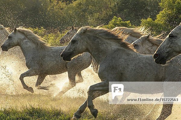 Camargue-Pferde im Feuchtgebiet an der Mündung der Rhône in Südfrankreich.