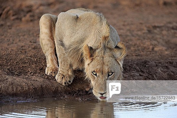 Kalahari-Löwe (Panthera leo vernayi)  subadultes Männchen beim Trinken am Wasserloch  Tswalu Wildreservat  Kalahari  Nordkap  Südafrika  Afrika