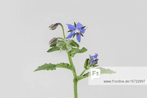 Borretsch (Borago officinalis)  Pflanze mit blauer Blüte  Deutschland  Europa