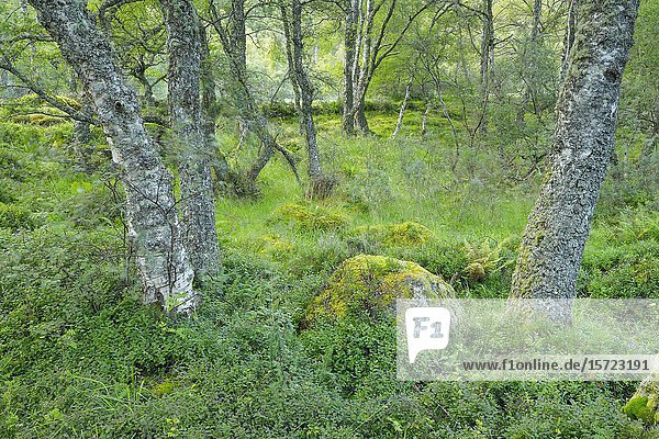 Nationales Naturschutzgebiet Craigellachie  Schottland.