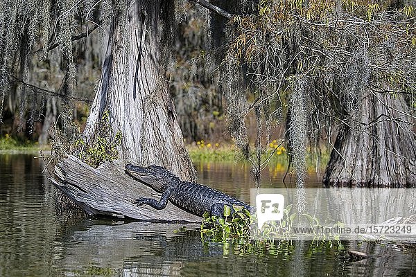 Amerikanischer Alligator (Alligator mississippiensis)  sitzt auf einem Baumstamm im Wasser  Atchafalaya-Becken  Louisiana  USA  Nordamerika