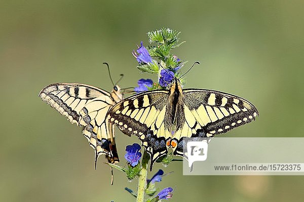 Schwalbenschwanz (Papilio machaon) sitzend auf Natternkopf (Echium vulgare)  Hessen  Deutschland  Europa