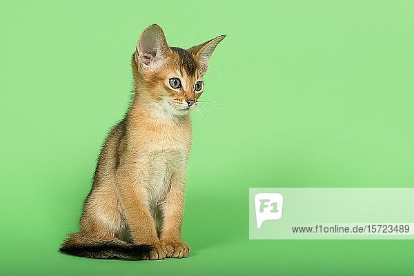 Abessinierkatze (Felis silvestris catus)  Jungtier  wildfarben  9 Wochen  sitzend  seitlich  grüner Hintergrund  Studioaufnahme  Österreich  Europa