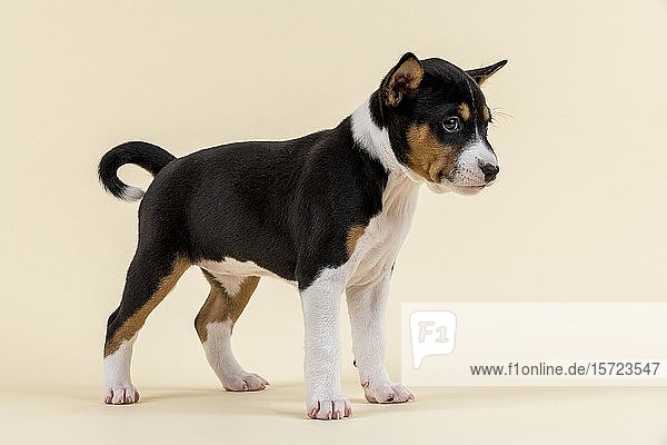 Basenji oder Kongo-Terrier (Canis lupus familiaris)  Jungtier  6 Wochen  tricolor  stehend  seitlich  Studioaufnahme  heller Hintergrund  Österreich  Europa