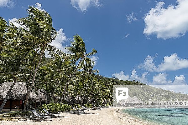 Bungalows an einem Sandstrand mit Palmen  Marara Beach  Bora Bora  Französisch-Polynesien  Ozeanien