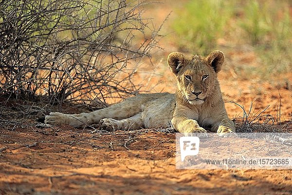 Lion (Panthera leo) young animal rests in the shade Tswalu Game Reserve Kalahari North Cape South Africa Africa
