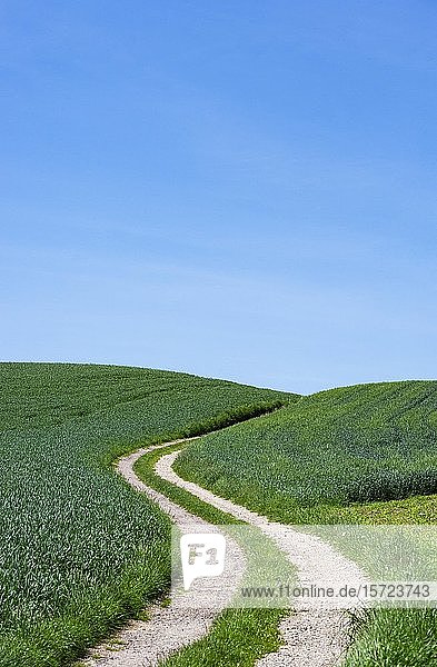 Kurviger Feldweg durch landwirtschaftliche Landschaft  bei Aspach  Hausruckviertel  Oberösterreich  Österreich  Europa