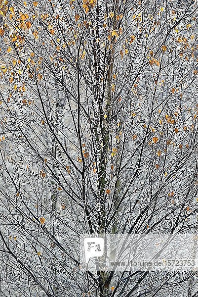 Moorbirke (Betula)  Zweige und Blätter mit Raureif im Herbst  Arnsberger Wald  Nordrhein-Westfalen  Deutschland  Europa