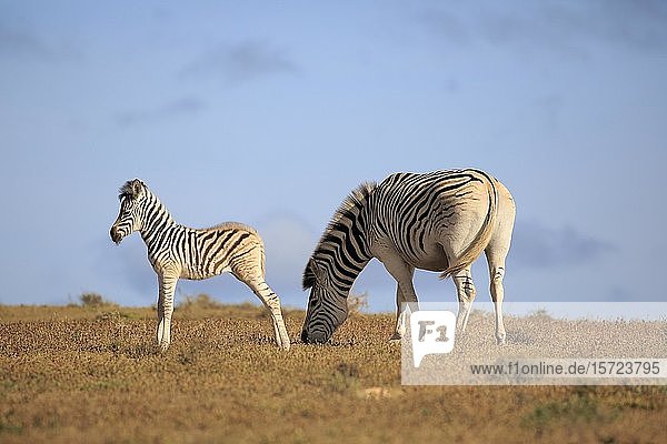 Kap-Bergzebras (Equus zebra zebra)  Mutter mit Jungtier  fressend  Bergzebra-Nationalpark  Ostkap  Südafrika  Afrika