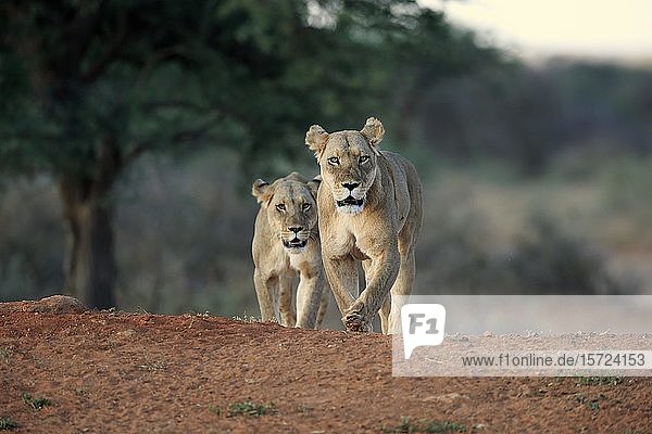 Zwei Löwinnen (Panthera leo) adult laufend Tswalu Game Reserve Kalahari Nordkap Südafrika
