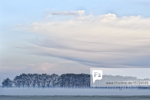 Niederrheinische Wiesenlandschaft mit Bäumen und Bodennebel vor Sonnenaufgang  Bislicher Insel  Nordrhein-Westfalen  Deutschland  Europa
