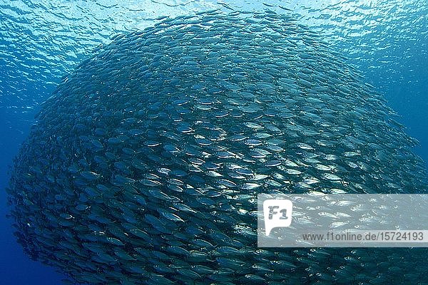 Fischschwarm Makrelenmakrele (Decapterus macarellus)  Playa Grandi  Curacao  Karibik  Südamerika