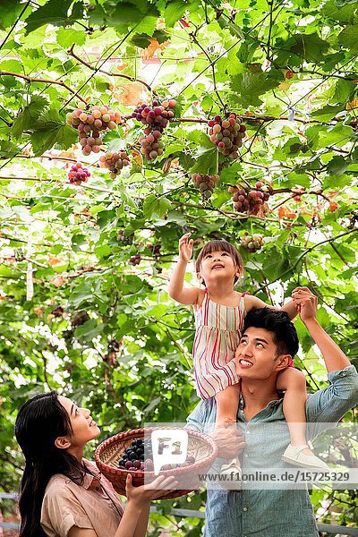 Happy family in the harvest