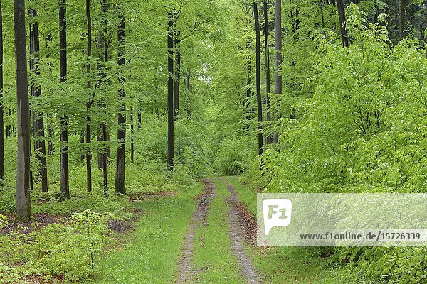 Buchenwald mit Feldweg im Frühling, Spessart, Bayern, Deutschland.