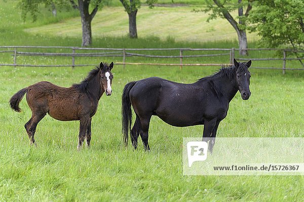 Domestic horse mare with foal on the pasture.