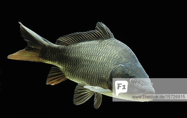 Karpfen (Cyprinus carpio) captive Frankreich Europa