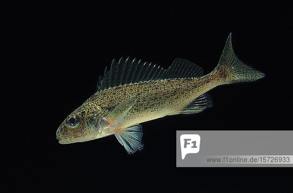 Kaulbarsch (Gymnocephalus cernuus) captive Frankreich Europa