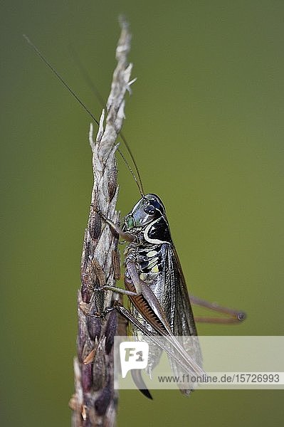 Roeselschrecke (Roeseliana roeselii)  Weibchen mit Legebohrer  Schleswig-Holstein  Deutschland  Europa