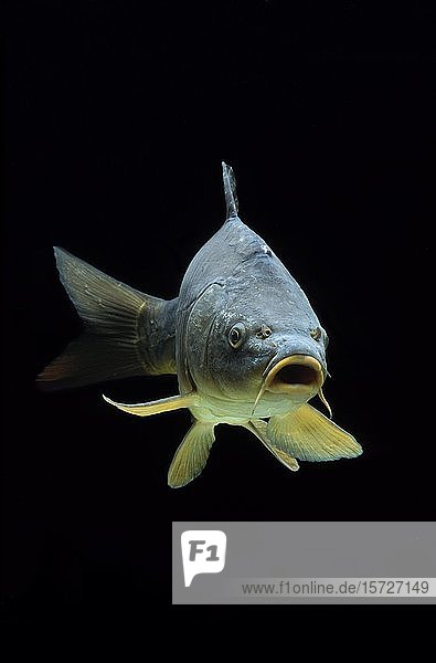 Karpfen (Cyprinus carpio) captive Frankreich Europa