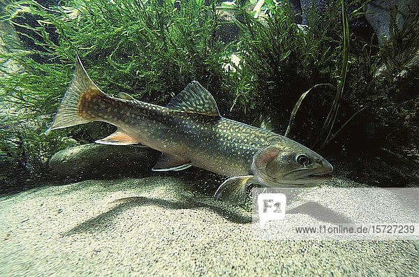 Bachsaibling (Salvelinus fontinalis) captive Frankreich Europa