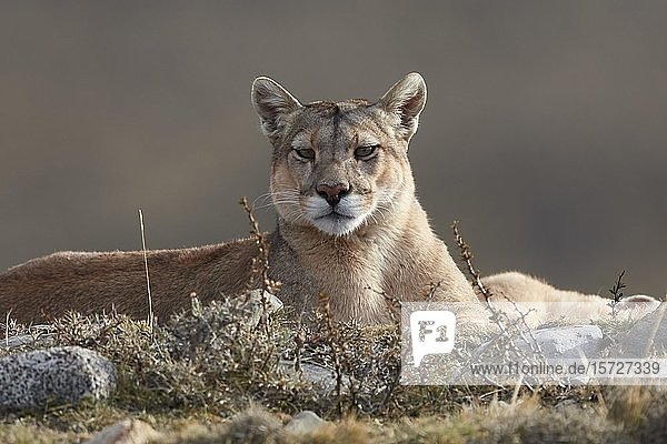 Cougar (Cougar concolor)  animal portrait  attentive lying  Torres del Paine National Park  Patagonia  Chile  South America