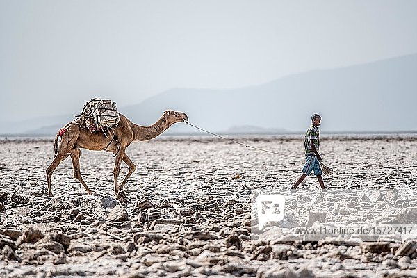 Mann  Salzbergmann führt ein Dromedar (Camelus dromedarius) in der Salzwüste  Danakil-Senke  Äthiopien  Afrika