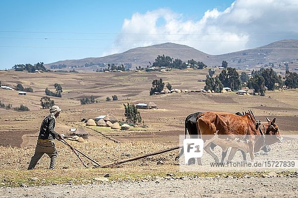 Ethiopian farmer uses a cattle drawn plough to tend to his fields  Debre Berhan  Ethiopia  Africa