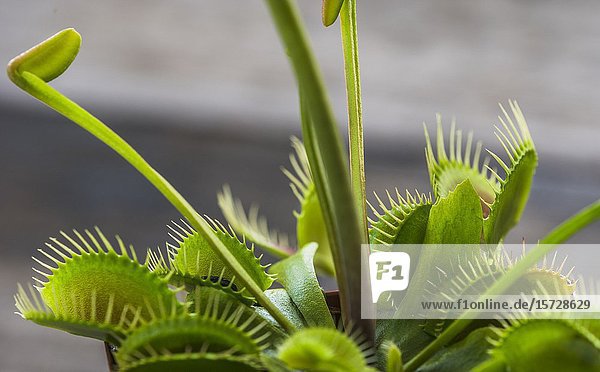 The Venus flytrap is a carnivorous plant native to subtropical wetlands in parts of North America. It catches prey,  mainly small insects,  with a trapping device formed by the edge of each of the plant's leaves,  this is triggered by tiny trigger hairs on their inner surfaces.When an insect crawls along the leaves and touches a hair,  the trap prepares to close,  it snaps shut only if another contact occurs within a few seconds of the first strike. The plant will only begin digestion after five more stimuli to ensure it has caught a live insect worth consuming.