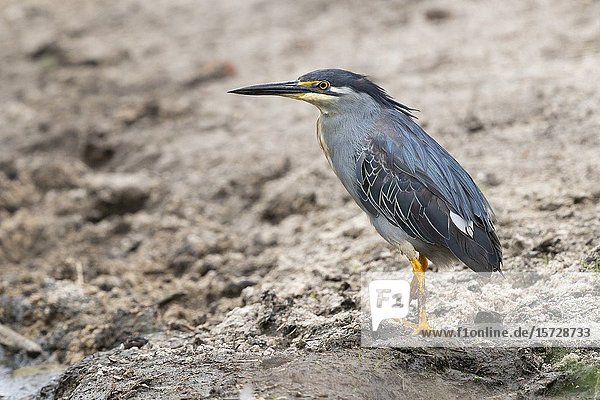 Striated Heron (Butorides striata)  adult standing on the ground  Kruger National Park  Mpumalanga  South Africa.